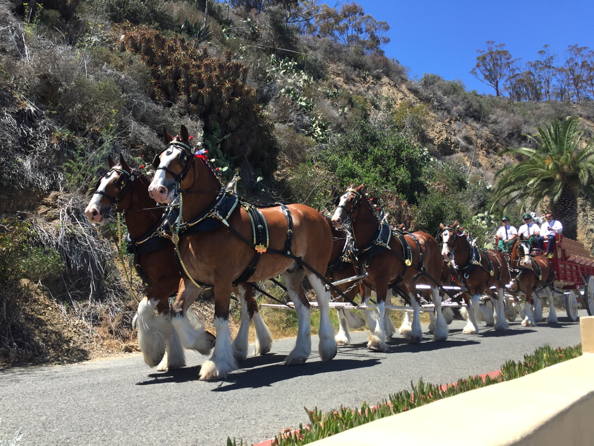 Budweiser Clydesdales making their way through Catalina Island